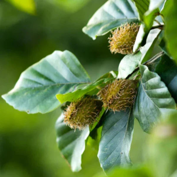 Common-Beech-Pleached-Tree-1