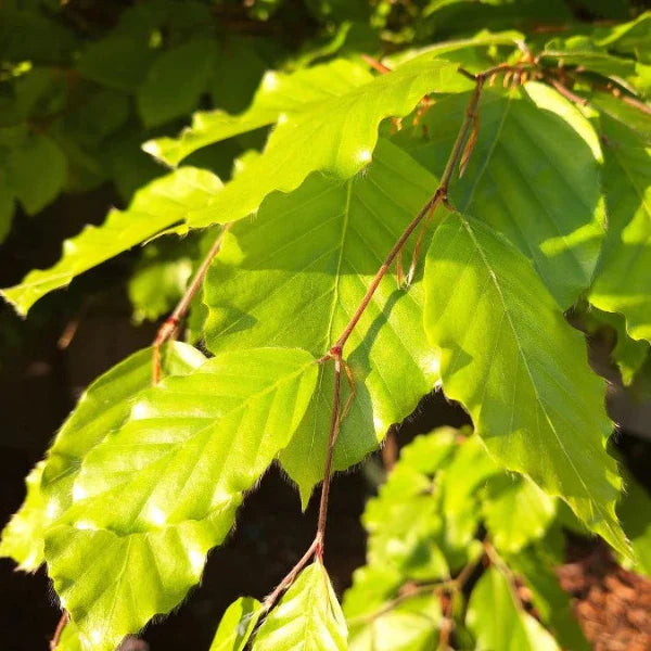 Common-Beech-Pleached-Tree-2