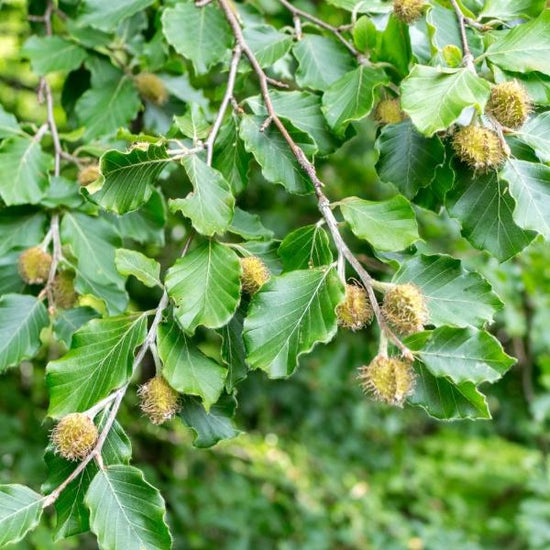 Common-Beech-Pleached-Tree-3