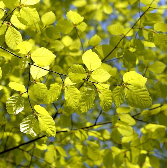 Common-Beech-Pleached-Tree-4