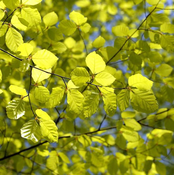Common-Beech-Pleached-Tree-4