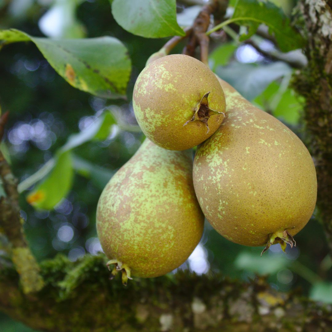 Conference-Pear-2