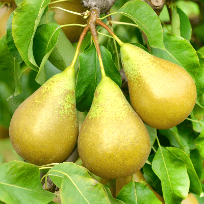 Conference-Pear-3