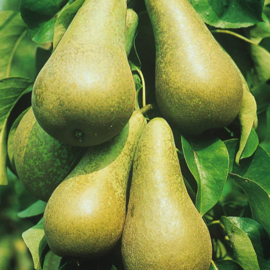 Conference-Pear-4