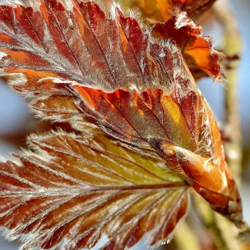 Copper Beech Pleached Tree...
