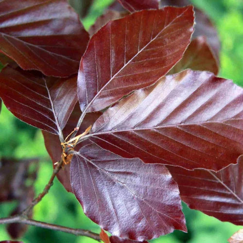 Copper-Beech-Pleached-Tree-2