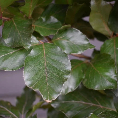 Copper-Beech-Pleached-Tree-3