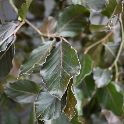 Copper-Beech-Pleached-Tree-4
