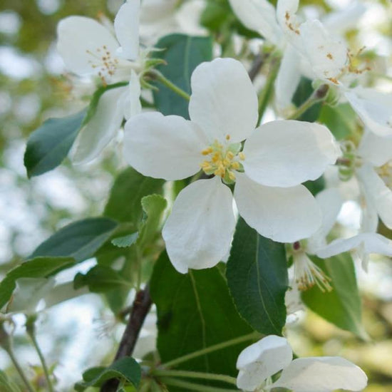 Crab-Apple-John-Downie-Tree-2