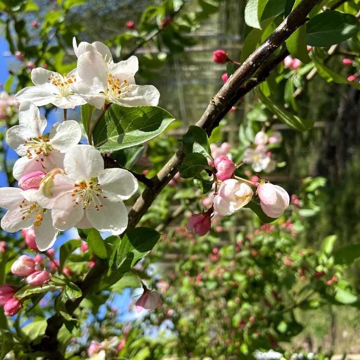 Crab-Apple-John-Downie-Tree-3