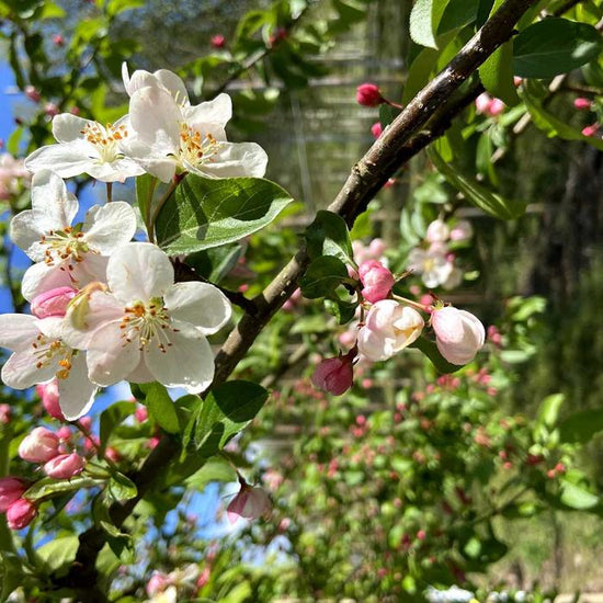 Crab-Apple-John-Downie-Tree-3