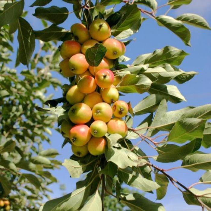 Crab-Apple-John-Downie-Tree-4