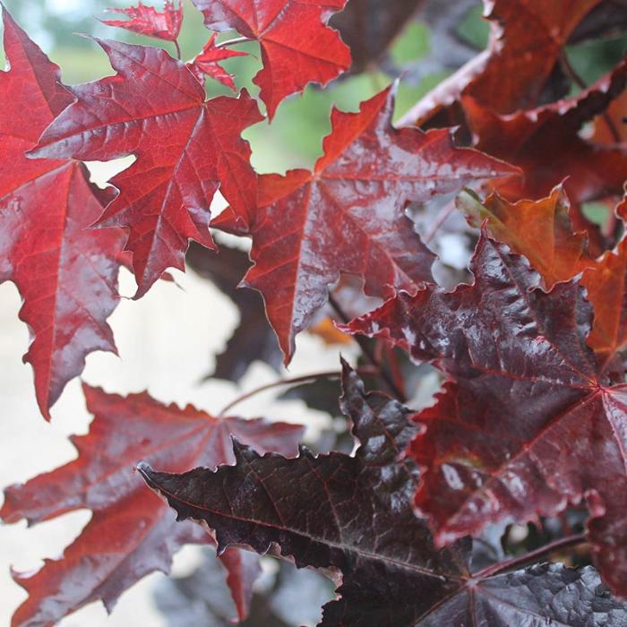 Crimson-King-Ornamental-Tree-2