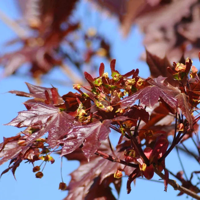 Crimson-King-Ornamental-Tree-3