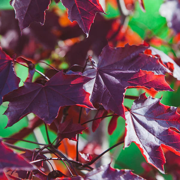 Crimson-King-Ornamental-Tree-4