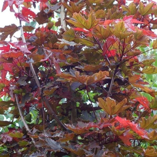 The Crimson Sentry Norway Maple Tree...