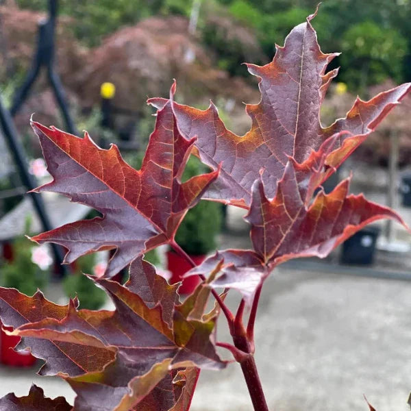 Crimson-Sentry-Tree-3