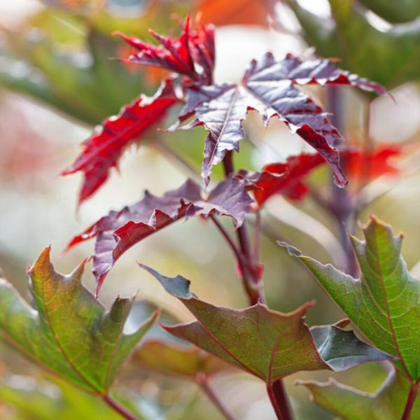 Crimson-Sentry-Tree-4