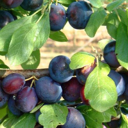 //www.everythinglandscaping.co.uk/cdn/shop/files/Czar-Plum-1_5c901fe4-6773-42ba-8a90-8a3652460368.jpg?v=1770803060