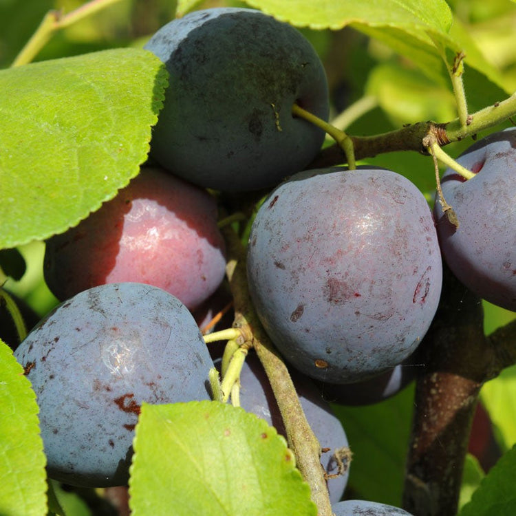 Czar-Plum-3