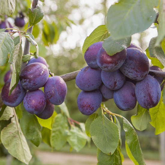 Czar-Plum-4