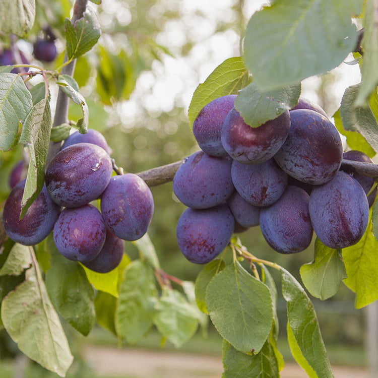 Czar-Plum-4