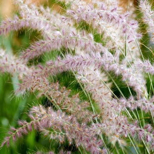 Dance-With-Me-Grasses-2