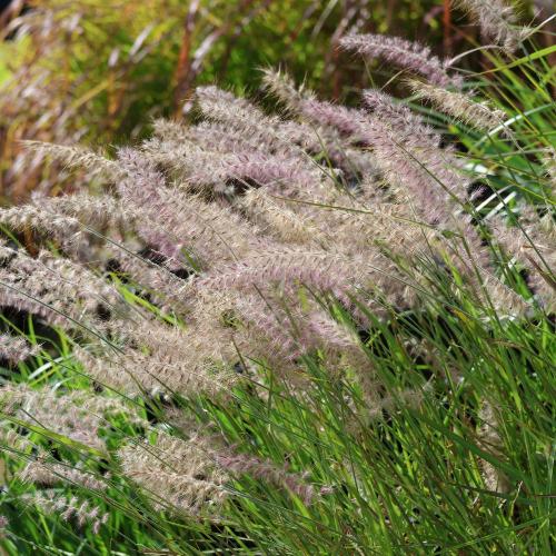 Dance-With-Me-Grasses-3