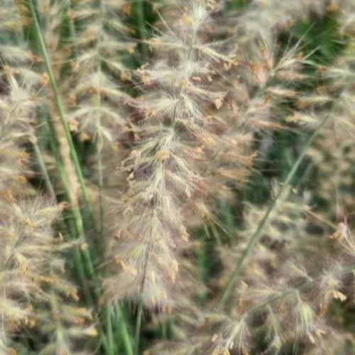 Dance-With-Me-Grasses-4