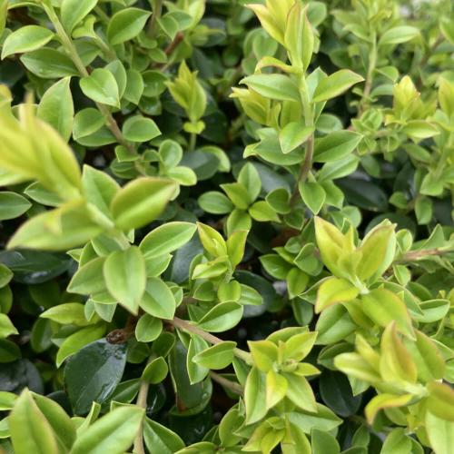 Delavay-Privet-Italian-Plants-2