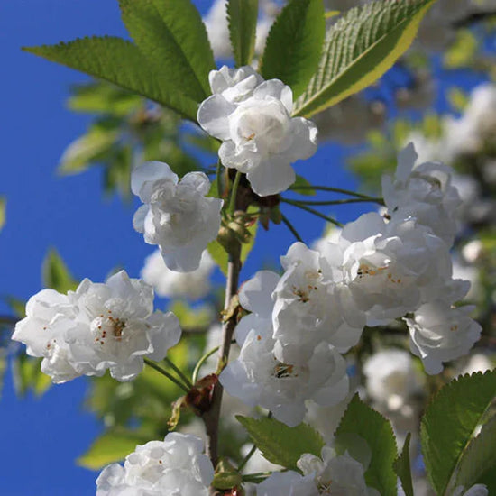 Double-Gean-Ornamental-Tree-1