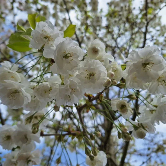 Double-Gean-Ornamental-Tree-2