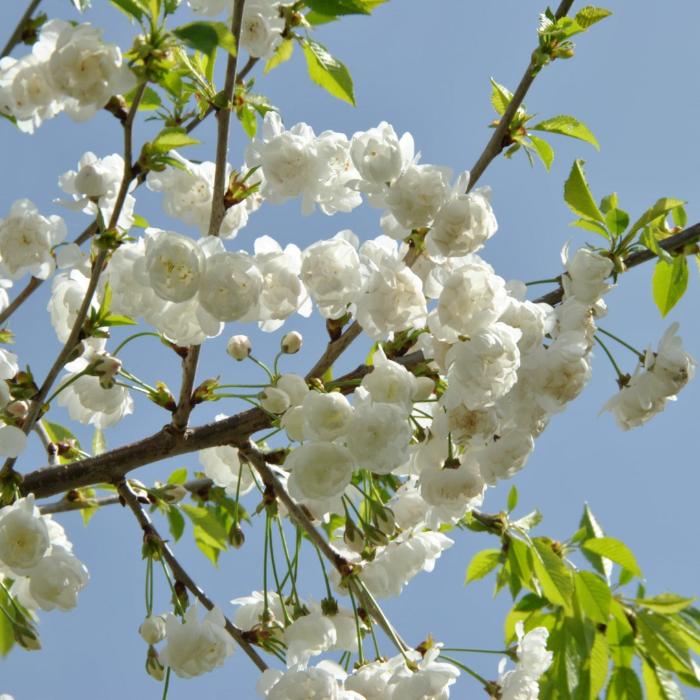 Double-Gean-Ornamental-Tree-3