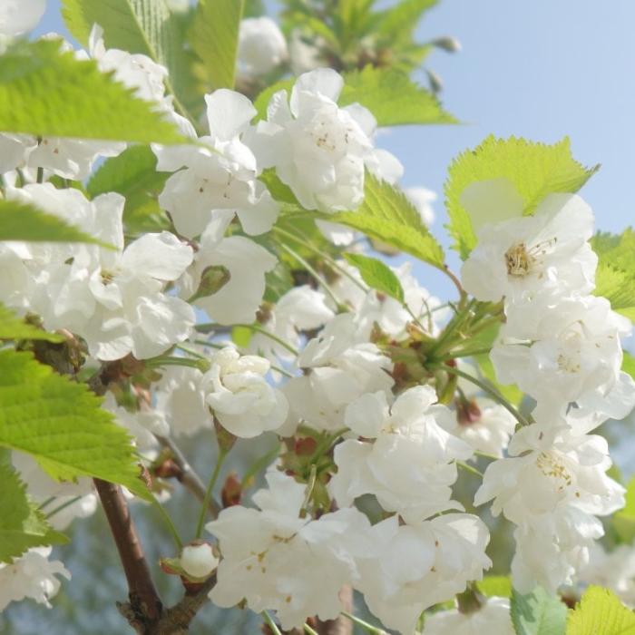 Double-Gean-Ornamental-Tree-4