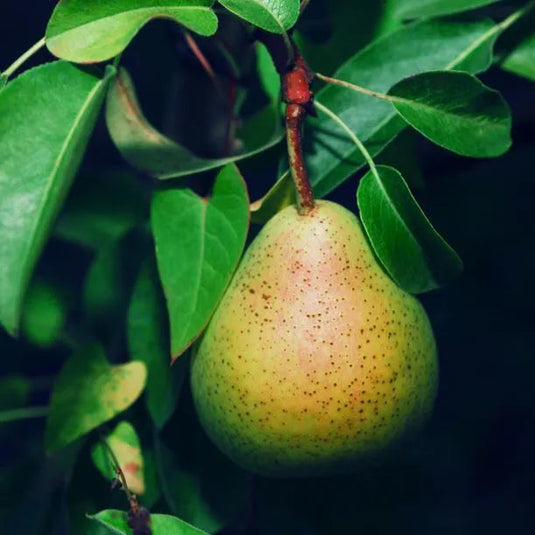 Doyenne du comice Pear Tree...