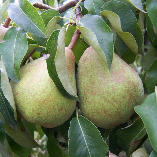 Doyenne_du_Comice-Pear-2