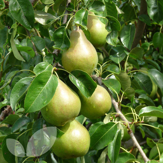 Doyenne_du_Comice-Pear-3