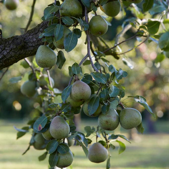 Doyenne_du_Comice-Pear-4
