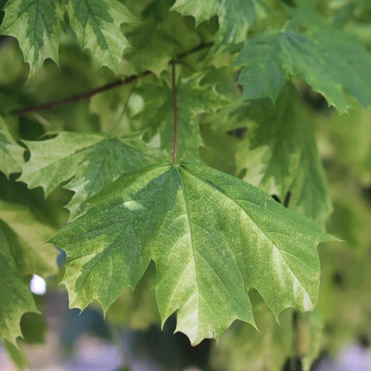 Drummond Norway Maple Tree...