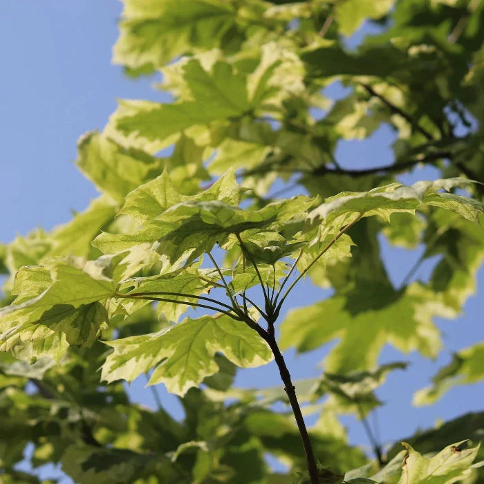 Drummond-Norway-Maple-Tree-2