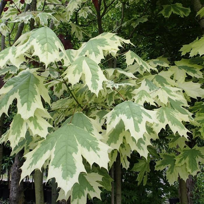 Drummond-Norway-Maple-Tree-5