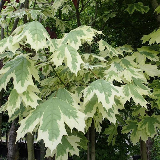Drummond-Norway-Maple-Tree-5