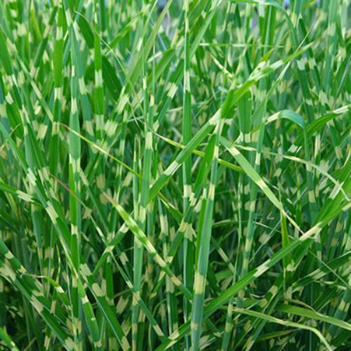 Dwarf-Porcupine-Grasses-2