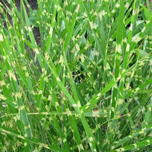 Dwarf-Porcupine-Grasses-4