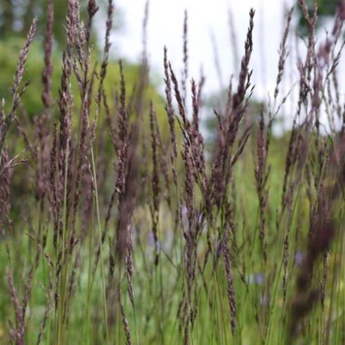 Edith-Dudszus-Purple-Moor-Grass-3