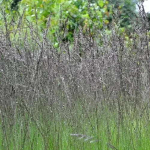 Edith-Dudszus-Purple-Moor-Grass-4