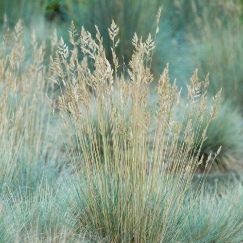Elijah-Blue-Fescue-Grasses-2