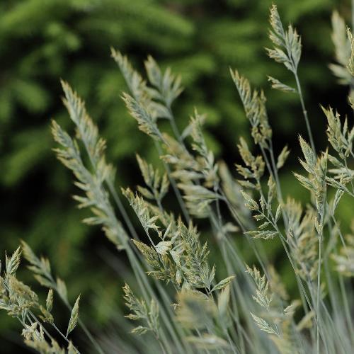 Elijah-Blue-Fescue-Grasses-4
