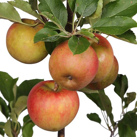 The Elstar Apple Tree...