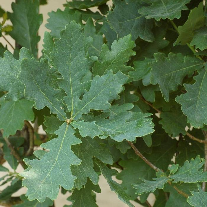 English-Oak-Tree-2